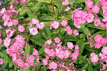 Image showing Pink flowers of Phlox paniculata 
