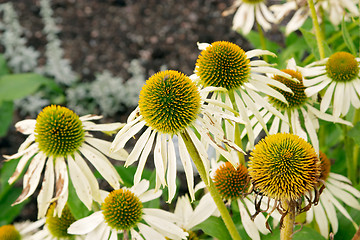 Image showing White flowers of Echinacea purpurea 