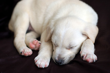 Image showing Sleeping Labrador puppy