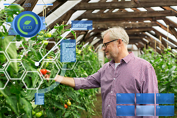 Image showing senior man growing tomatoes at farm greenhouse