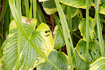 Image showing Texture of green leaves, botanical garden, Gothenburg, Sweden