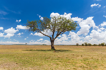 Image showing acacia tree in savannah at africa