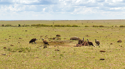 Image showing vultures eating carrion in savannah at africa