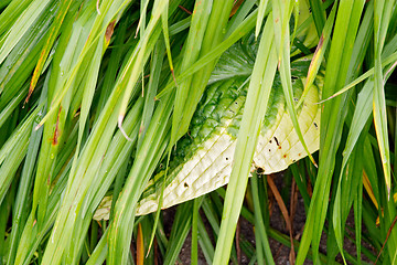 Image showing Texture of green leaves, botanical garden, Gothenburg, Sweden