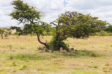 Image showing cheetahs lying under tree in savannah at africa