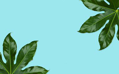 Image showing green leaves on blue background