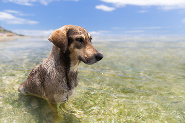 Image showing dogs in sea or indian ocean water on seychelles