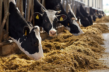 Image showing herd of cows eating hay in cowshed on dairy farm