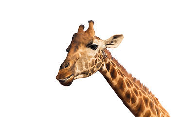 Image showing close up of giraffe head