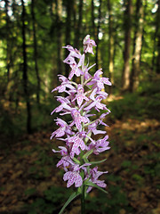 Image showing Forest flowers