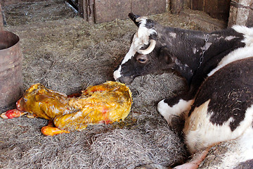 Image showing just born calf