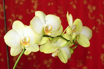 Image showing branch of blossoming yellow orchid