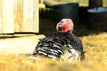 Image showing turkey in the village