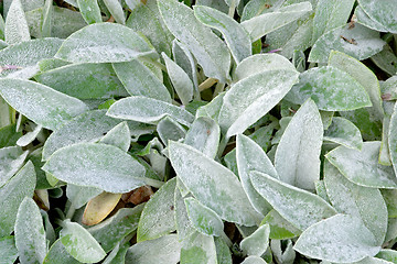 Image showing Leaves of Stachys byzantina, Lamiaceae (woolly hedgenettle) botanical garden Gothenburg, Sweden