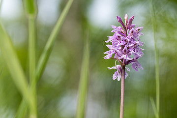 Image showing Summer flower among grass straws