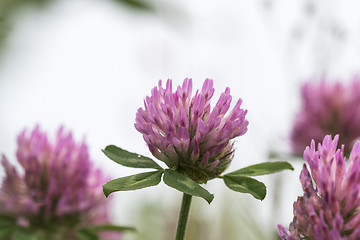 Image showing Pink clover flower closeup