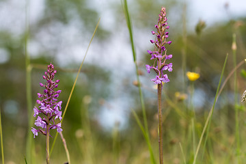 Image showing Purple wildflowers in the grass