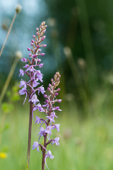 Image showing Vibrant summer flowers