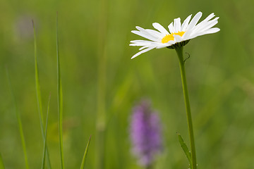 Image showing Blossom daisy flower in green grass