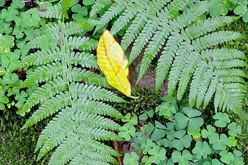 Image showing Bright green fern and clover with a yellow leave, botanical garden, Gothenburg, Sweden