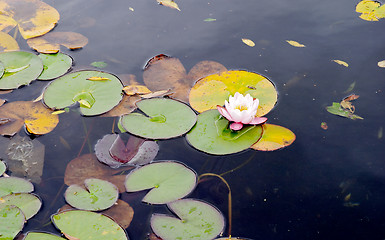 Image showing Water lily (Nymphaea alba) pink flower and leaves, botanical garden, Gothenburg, Sweden