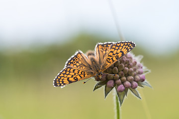 Image showing Beautiful butterfly on a flower