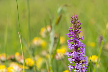 Image showing Beautiful summer flower