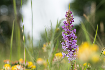 Image showing Blossom summer meadow detail