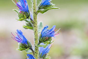 Image showing Blueweed flower closeup