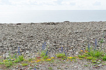 Image showing Blueweed flowers by the coast