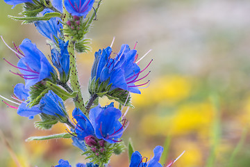 Image showing Beautiful blueweed closeup