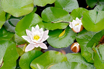 Image showing Water lily (Nymphaea alba) pink flower and leaves, botanical garden, Gothenburg, Sweden