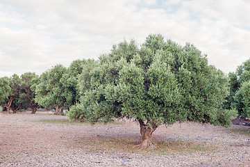 Image showing Olive tree and dried meadow