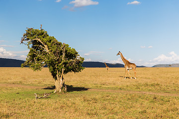Image showing giraffes in savannah at africa