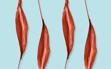 Image showing red leaves on blue background