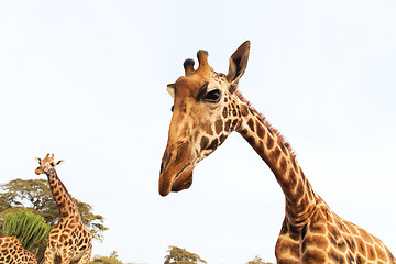 Image showing giraffes in africa