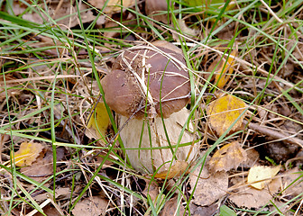 Image showing Mushroom Boletus edulis (King Bolete, Porcini, Steinpilz, Cep), Gothenburg, Sweden