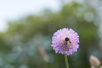 Image showing Bumble bee on a flower head