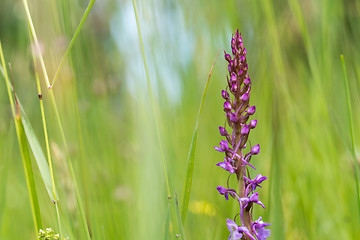 Image showing Purple flower in a summer meadow