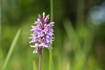 Image showing Bright orchid wildflower