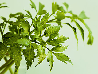 Image showing Leaves of lovage