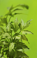 Image showing Leaves of lovage