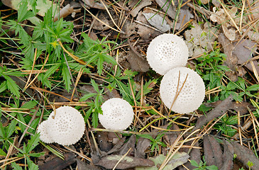 Image showing Mushroom Lycoperdon perlatum (Devil's Snuffbox, Puffball), Gothenburg, Sweden