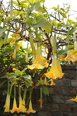 Image showing Yellow brugmansia named angels trumpet or Datura flower 