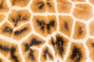 Image showing close up of giraffe skin pattern