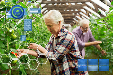 Image showing old woman picking tomatoes up at farm greenhouse