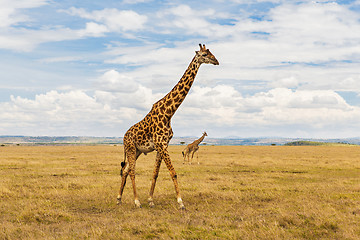 Image showing giraffes in savannah at africa