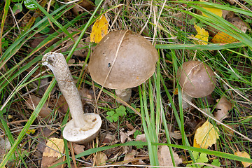 Image showing Mushroom Leccinum scabrum (Birch Bolete), Gothenburg, Sweden