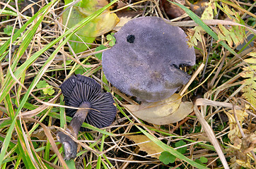 Image showing Mushroom Cortinarius violaceus subesp. harcynicus (Violet Webcap), Gothenburg, Sweden