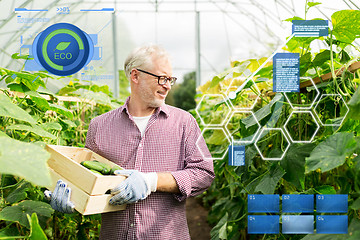 Image showing old man picking cucumbers up at farm greenhouse